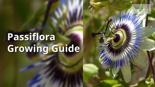 Passiflora Growing Guide Passion flower and fruit by GardenersHQ [upl. by Chane]