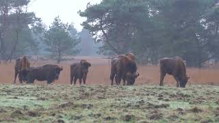 Kudde wisenten op de Veluwe [upl. by Aaren]