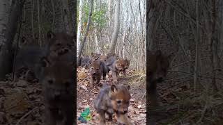 A wolf pup stampede large litter of wolf pups in northern Minnesota [upl. by Rednave]