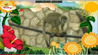 The amazing world baby tv squirrel monkey [upl. by Gerrie314]