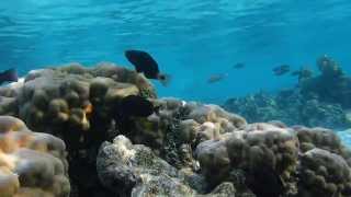 Greenfin Parrotfish Chlorurus sordidus [upl. by Nue827]