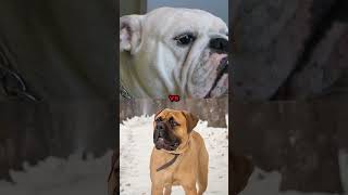 doberman vs pitbullEnglish mastiff bulldog youtubeshorts [upl. by Derfliw]