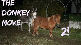 The Donkey movie 2  Donkey meets his new wife [upl. by Eiznekcm470]