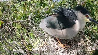 Blackwinged bird watching its newborn baby [upl. by Epolenep]