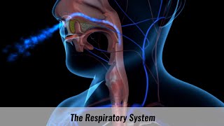 The Human Respiratory System Explained [upl. by Notseh]