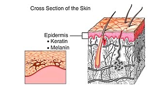 How The Skin Works Animation  Structure and Function of the Human Skin Video  Skin Layers Anatomy [upl. by Hurst]