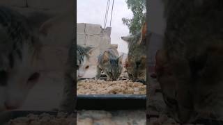 providing food to family of stray cats everydayhelpstraycatsstopcrueltycatloverstraycatinmorocco [upl. by Glad]