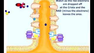 Coenzyme Transporting Electrons to ETC [upl. by Ivz]