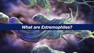 What are Extremophiles [upl. by Amaj]