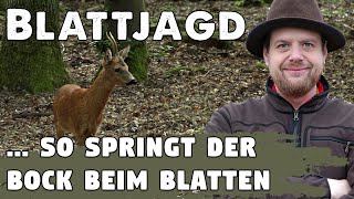 Blattjagd auf den Rehbock So springt der Bock aufs Blatt  Ausrüstung Strategie und Vorgehensweise [upl. by Ydnyl]