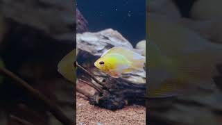 My First Aquarium  Ramirezi  Angel  heckelii  Aquascaping  Planted Aquarium [upl. by Cupo]