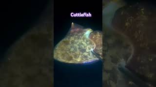 Cuttlefish nightspearfishingphilippines shorts [upl. by Donnenfeld]