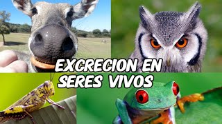 🔵🔴 La mejor explicación SISTEMA EXCRETOR EN ANIMALES  José Moreno Biólogo [upl. by Neelra]