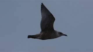 Slatybacked Gull  Skiffertrut Larus schistisagus [upl. by Nethsa]