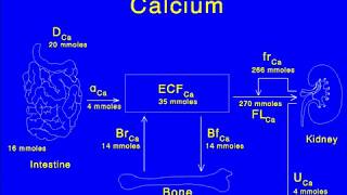 Calcium Nephrolithiasis [upl. by Moll]