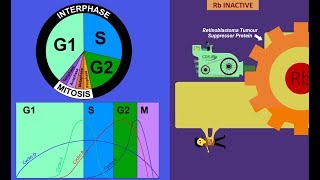 Cyclins and CDKs Cell Cycle Regulation [upl. by Church]