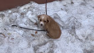 20 degrees the puppy sat shivering with a painful leg desperately begging for help [upl. by Elidad]