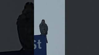 Whitecrowned Sparrow sings to mate in distance Cresent City CA [upl. by Nellir899]