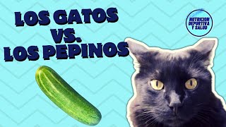 LOS GATOS VS LOS PEPINOS [upl. by Oirifrop886]