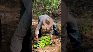 Enterrando una cabeza de guineo seda en la tierra campesinos campo [upl. by Fogarty277]