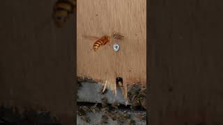 Japanese Honeybees Intimidate Yellow Hornet But One Bee is Caught [upl. by Drud346]