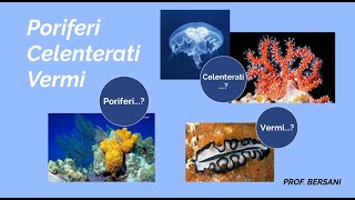 Regno degli animali  Poriferi Celenterati e Vermi [upl. by Iorio]