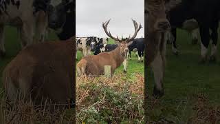 Stag Rudolph horse  cows  Cornwall [upl. by Cirded]