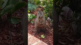 Close Encounters  Baby Tasmanian Pademelon Wallaby cutenessoverload [upl. by Inad]