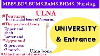 ULNAULNA BONEUPPER LIMB ANATOMY [upl. by Kinsler418]