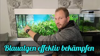 Blaualgen Cyanobakterien im Aquarium  Tipps zur Bekämpfung von Blaualgen Cyanobakterien [upl. by Llegna379]