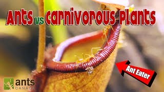 Ants vs Carnivorous Plants [upl. by Saalocin]