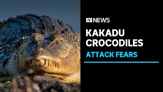 Fears a croc attack is a matter of time in Kakadu National Park  ABC News [upl. by Arutak]