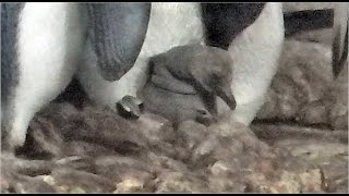 King Penguin Chick  Munich Zoo [upl. by Nylyak]