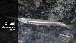 Silver halfbeak Dermogenys pusilla [upl. by Manly943]