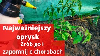 Pomidorypierwszy oprysk na choroby grzybowe Jak chronić pomidory przed chorobami grzybowymi [upl. by Ettenuj689]