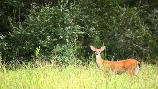 White Tailed Deer Odocoileus virginianus [upl. by Drofnats]