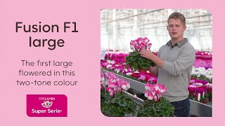 NEW  Cyclamen Super Serie Fusion F1 [upl. by Williamson]