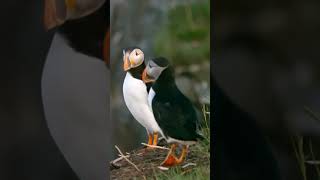 Atlantic Albatross Photos So Cute Youll Want to Adopt One [upl. by Reni]