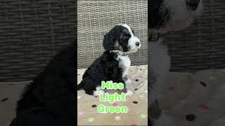 Bernedoodle Puppies Are 5 Weeks Old farmstand bernedoodle doodlepuppiesnc doodlepups [upl. by Roxi]