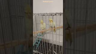 Cockatiels The Most Adorable pets of the Avian World [upl. by Tezil]