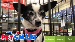 PetSmart Dog Adoption [upl. by Ahsiekat]