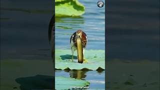 Catching Fish With Duck fish shortvideo [upl. by Arbba537]