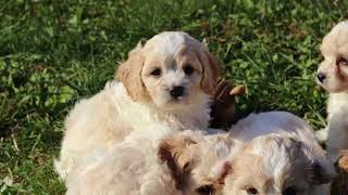 Litter of Cavachon Cavalier x Bichon Puppies [upl. by Geilich]