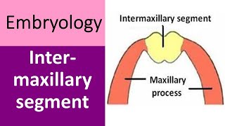 Intermaxillary segment and its derivatives [upl. by Ogirdor]