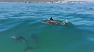 Dolphins and Whales  Saldanha Bay South Africa [upl. by Modestia]