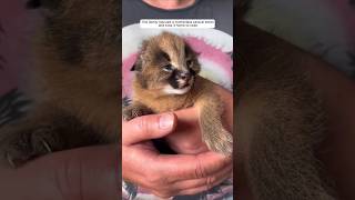 This family rescued a motherless caracal kitten and took it home to raise animalshorts [upl. by Fredrika]