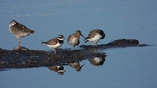 Spotted Redshank Totano moro Tringa erythropusRinged Plover Corriere grossoCharadrius hiaticula [upl. by Eetnuahs348]