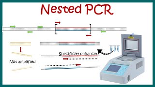 Nested PCR  Principle and usage [upl. by Suivatal39]