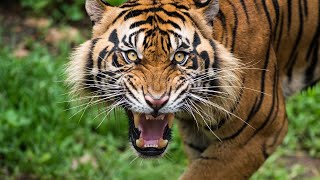 Sumatran Tiger The Rare Hunter of the Rainforest [upl. by Kwon]