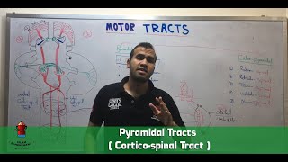 Pyramidal Tracts  Corticospinal Tract [upl. by Krispin]